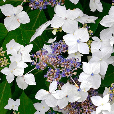 Hortenzia kalinolistá - Hydrangea macrophylla ´Lanarth White´
