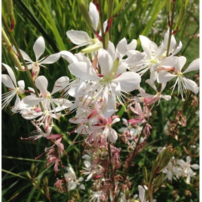 Gaura lindheimeri ´Geyser White´