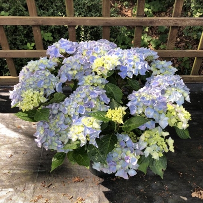Hortenzia kalinolistá - Hydrangea macrophylla ´Hi River Blue´