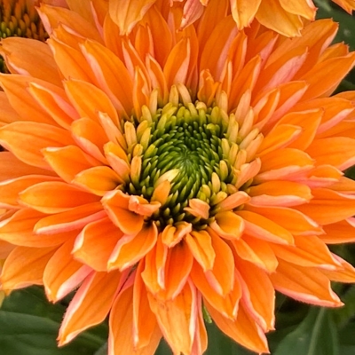 Echinacea SunSeekers ´Pumpkin Pie´