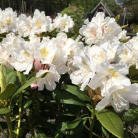 Rododendrón - Rhododendron ´Cunningham White´ - 50+cm