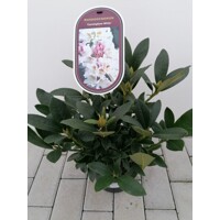 Rododendrón - Rhododendron ´Cunningham White´ - 50+cm