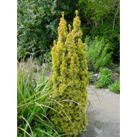 Tis oby?ajný - Taxus baccata David - 30/40cm