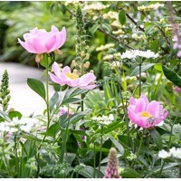 Pivonka ?ínska - Paeonia lactiflora ´Nymphe´
