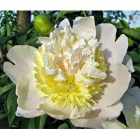 Pivonka ?ínska - Paeonia lactiflora 'Primevčre'