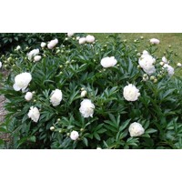 Pivonka ?ínska - Paeonia lactiflora 'Primevčre'
