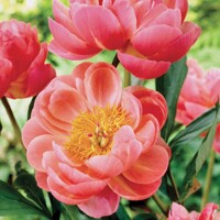 Pivonka čínska - Paeonia lactiflora ´Coral Sunset ´ P11