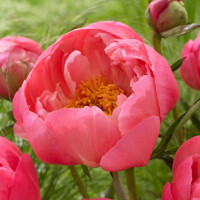 Pivonka čínska - Paeonia lactiflora ´Coral Sunset ´ P11