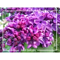 Orgován oby?ajný - Syringa vulgaris 'Andenken an Ludwig Spath' - 100+cm