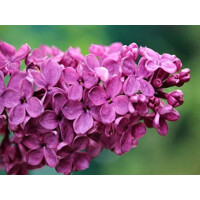 Orgován oby?ajný - Syringa vulgaris 'Andenken an Ludwig Spath' - 100+cm