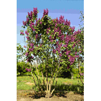 Orgován oby?ajný - Syringa vulgaris 'Andenken an Ludwig Spath' - 100+cm