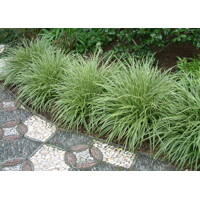 Ostrica japonská - Carex morrowii Variegata Co14