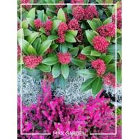 Skimia japonská' Rubella ' - Skimmia japonica ' Rubella' - 30/40cm