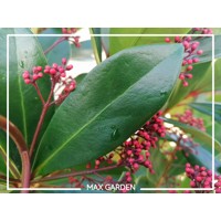 Skimia japonská' Rubella ' - Skimmia japonica ' Rubella' - 30/40cm