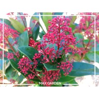 Skimia japonská' Rubella ' - Skimmia japonica ' Rubella' - 30/40cm