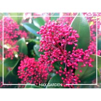 Skimia japonská' Rubella ' - Skimmia japonica ' Rubella' - 30/40cm