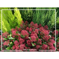 Skimia japonská' Rubella ' - Skimmia japonica ' Rubella' - 30/40cm