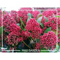 Skimia japonská' Rubella ' - Skimmia japonica ' Rubella' - 30/40cm