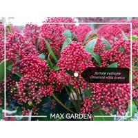 Skimia japonská' Rubella ' - Skimmia japonica ' Rubella' - 30/40cm