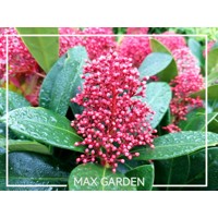 Skimia japonská' Rubella ' - Skimmia japonica ' Rubella' - 30/40cm