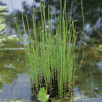 Prasličkovka zimná - Equisetum hyemale var. robustum -   Veľkosť: BS ,  P11