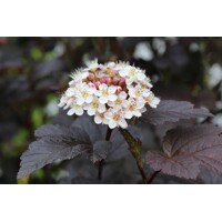Tavo?a kalinolistá  - Physocarpus opulifolius ´Diabolo´ - 60/70cm