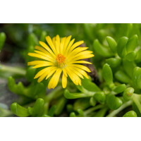Delosperma nubigenum