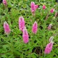 Veronica spicata 'Rosa Zwerg'