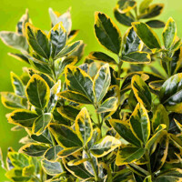 Bršle? - Euonymus japonicus ´Marieke´ - 15/20cm
