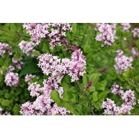 Orgován meyerov  - Syringa meyeri ´Palibin´ - na 75cm kmeni