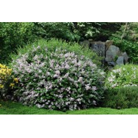 Orgován meyerov  - Syringa meyeri ´Palibin´ - na 75cm kmeni