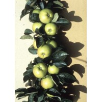 Jablo? - Malus domestica 'Bolero' - jesenná (st?pová)