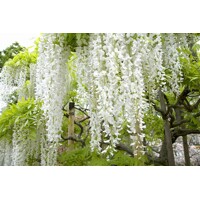 Vistéria japonská - Wisteria floribunda 'Longissima Alba' Co26 150/200