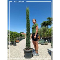 Cyprus vždyzelený - Cupressus sempervirens 'Totem' Co15L 150/175