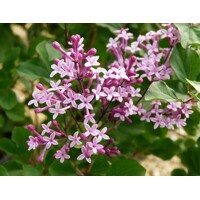 Syringa 'Red Pixie' Co3L 40/50