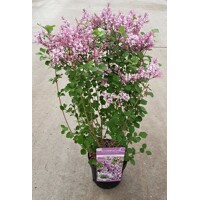 Syringa 'Red Pixie' Co3L 40/50