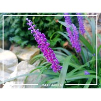 Liriope muscari Royal Purple P9