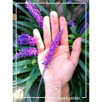 Liriope muscari Royal Purple P9