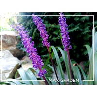 Liriope muscari Royal Purple P9