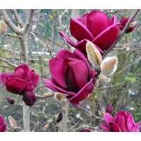 Magnolia 'Genie'  Co18L 160/180