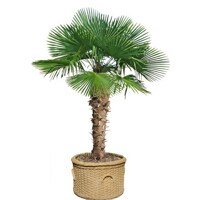 Palma konopná Trachycarpus fortunei – mrazuvzdorná palma s vysokým kmeňom