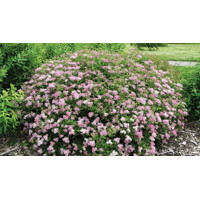 Spiraea japonica ´Little Princess´ Co1L