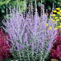 Perovskia atriplicifolia ´Blue Spire´