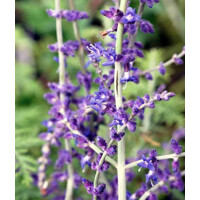 Perovskia atriplicifolia ´Blue Spire´
