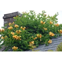 Trubkovec - Campsis radicans´Flava´ Co2L 60/80