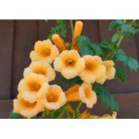 Trubkovec - Campsis radicans´Flava´ Co2L 60/80