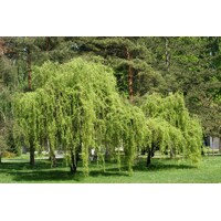 Salix matsudana ´Tortuosa´ - 200/260+cm