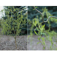 Salix matsudana ´Tortuosa´ - 200/260+cm