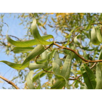 Salix matsudana ´Tortuosa´ - 200/260+cm