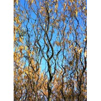 Salix matsudana ´Tortuosa´ - 200/260+cm